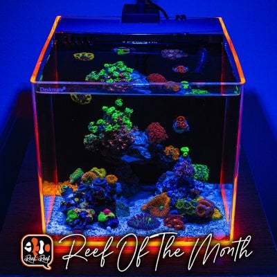 REEF OF THE MONTH - December 2022: Lou Schiavo's Pico Deskmate Masterpiece! Crazy awesome reefs can be tiny too!!