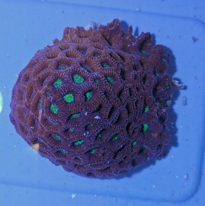 Favia-ware-coral-(purple)-3.5in.jpg