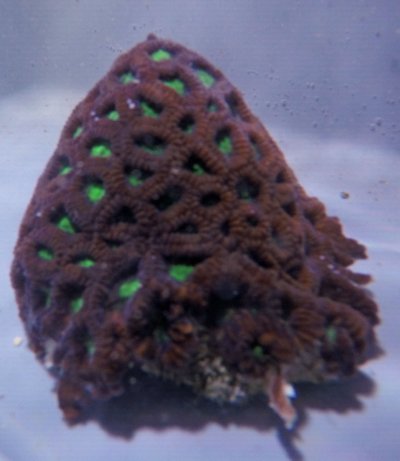 Favia-ware-coral-(purple)-3.5in-extra.jpg
