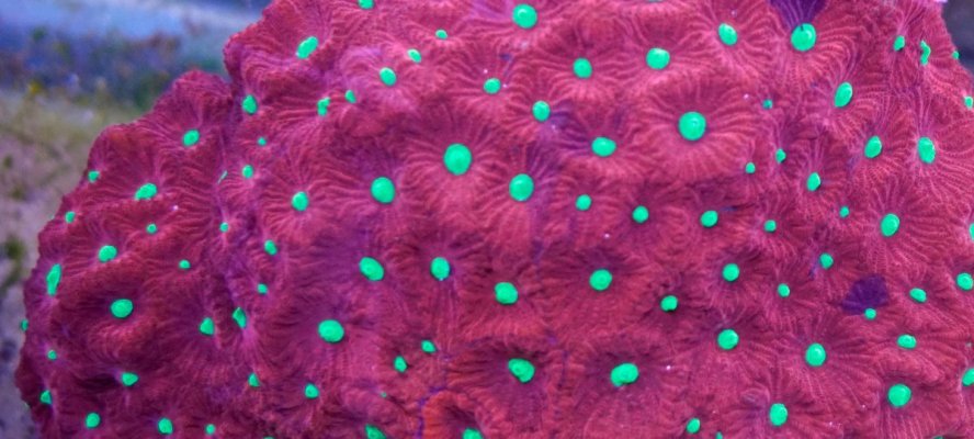 Favia-war-coral-(purple)-up-close.jpg