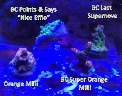 BC Corals2 Nov 2022.jpg