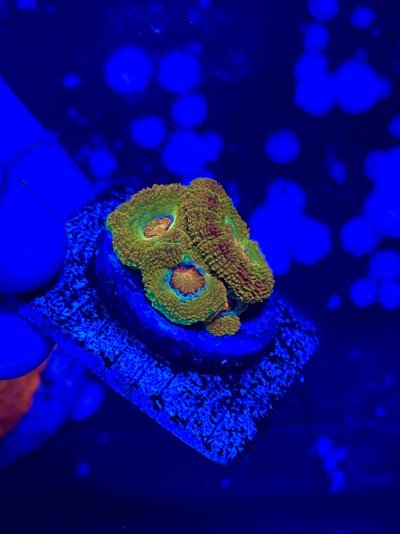 mardi gras reef