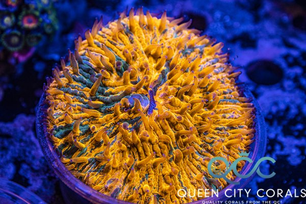 Teal Splatter Orange Fungia Plate Coral!