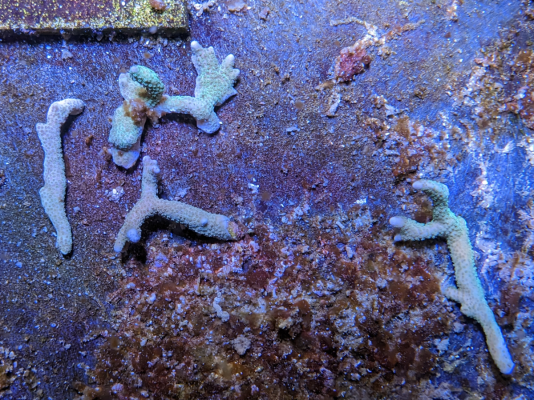 green digi frags.png green digi frags.png
