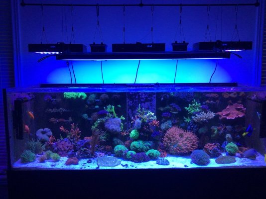 dodelijk Duplicaat binair Can I use this T5 fixture? | REEF2REEF Saltwater and Reef Aquarium Forum