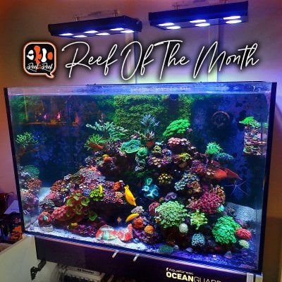 REEF OF THE MONTH - January 2023: Ian Cosford's Beautiful Zoa-Dominated Reef!
