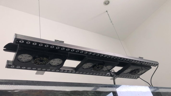radion g4 pro - orphek OR3 LED bar .JPG radion g4 pro - orphek OR3 LED bar .JPG