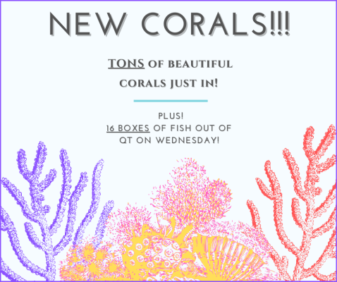 Light Blue Corals Beach Wedding Invitation.png