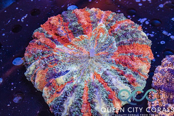 Indo Rainbow Glitter Acanthophyllia (Meat Coral)