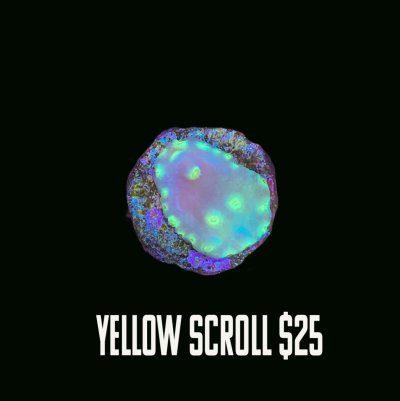 2 yellow scorll.jpg
