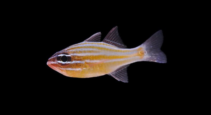 qm-fish-cardinals-apogon-cyanosoma-6135162-orange-lined-cc.jpg