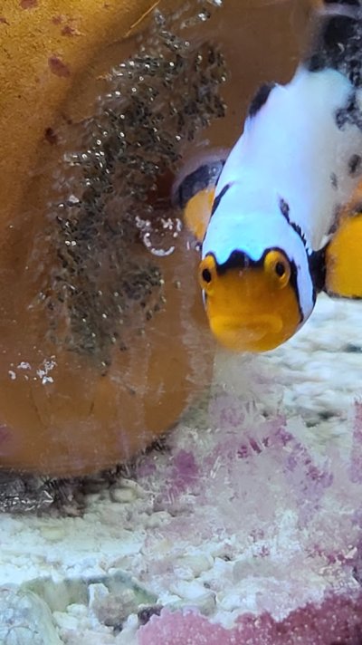 Clownfish with eggs.jpg