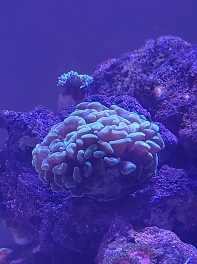 Hammer Coral before.jpeg