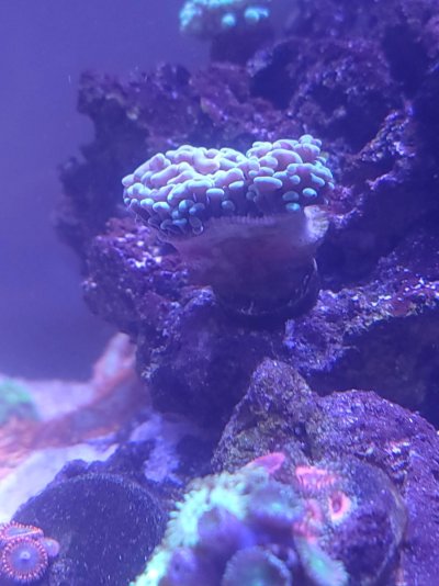 Hammer Coral.jpeg