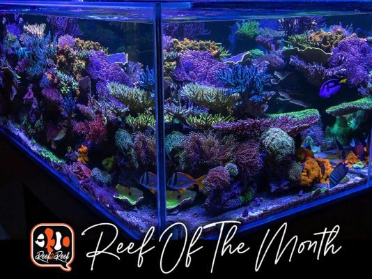 REEF OF THE MONTH - February 2023: MantisReef's Amazing Peninsula Reef
