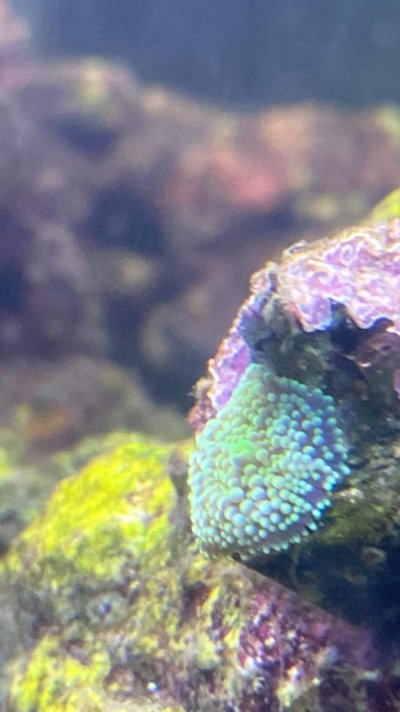 Unidentified coral .JPG