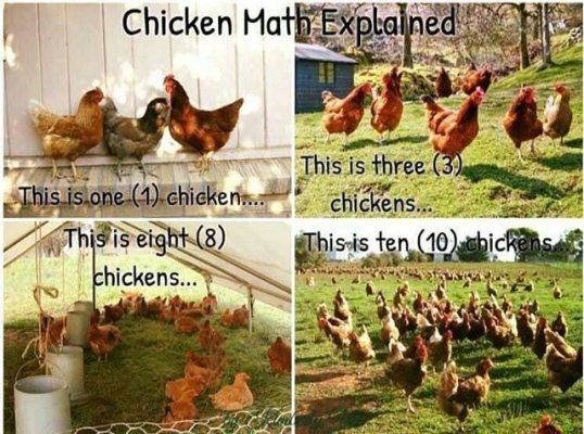 Chicken Math Explained_ Any questions_ #chickenmath.jpeg