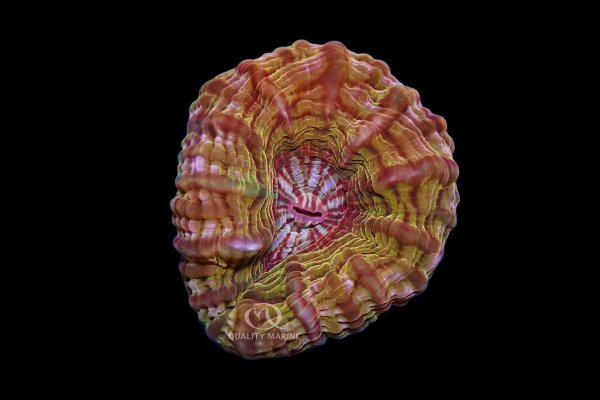 large-rainbow-button-coral.jpg