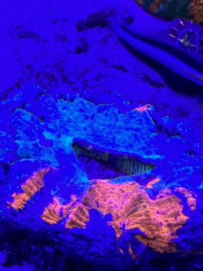 D3677E02-CBB8-4D9C-9DFC-2944E17A2C8E.jpeg