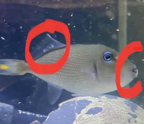 trigger fins.jpg trigger fins.jpg