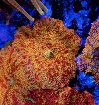 coral Febb 2023-3.jpg