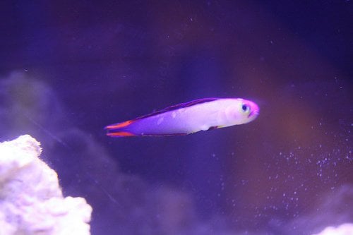 purple fire fish.jpg