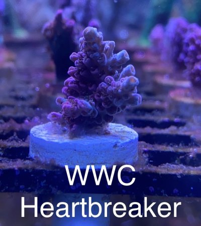 WWC Heartbreaker Frag R2R.jpg