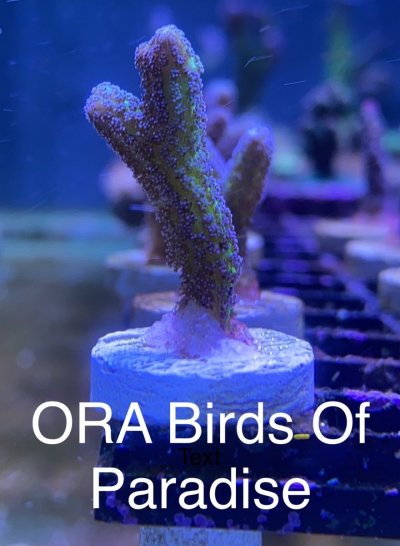 ORA Birds Of Paradise frag R2R.jpg