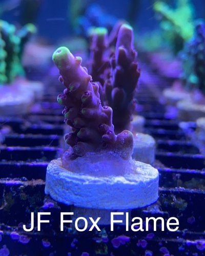 JF Fox Flame Frag R2R.jpg