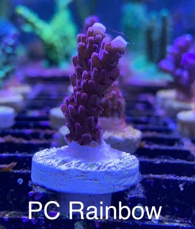 PC Rainbow frag R2R.jpg
