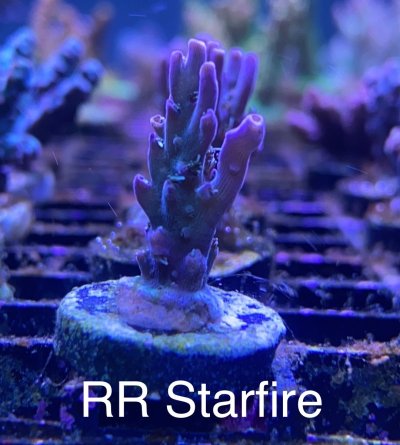 RR Starfire frag R2R.jpg