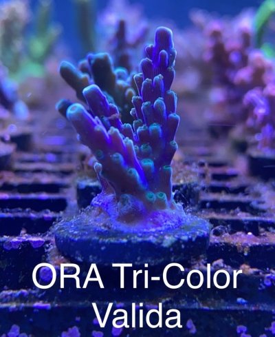 ORA Tri Color Valida frag R2R.jpg