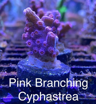 Pink Branching Cyphastrea.jpg