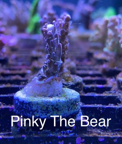 Pinky the Bear frag R2R.jpg