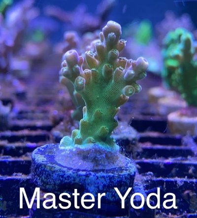 Master Yoda frag R2R.jpg