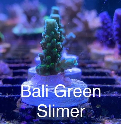 Bali Green Slimer frag R2R.jpg