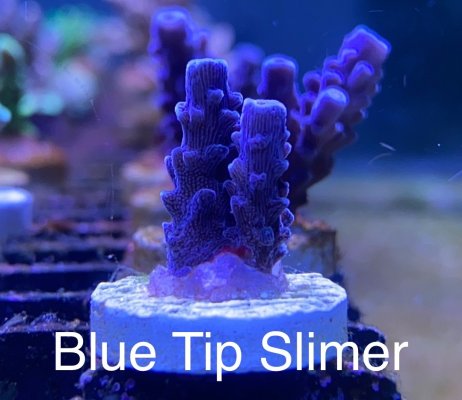 Blue Tip Slimer frag R2R.jpg