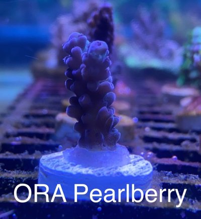 ORA Pearlberry frag R2R.jpg