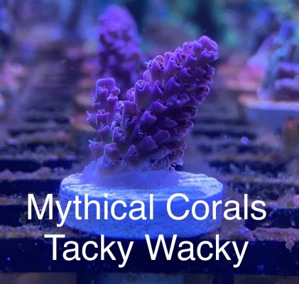 Mythical Corals Tacky Whacky frag R2R.jpg