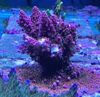 Mythical Corals Tacky Whacky R2R.jpg
