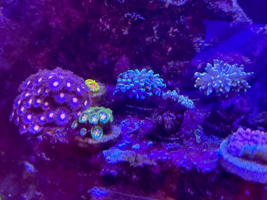 coral 2.jpg