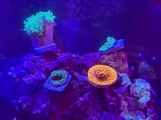 coral 4.jpg