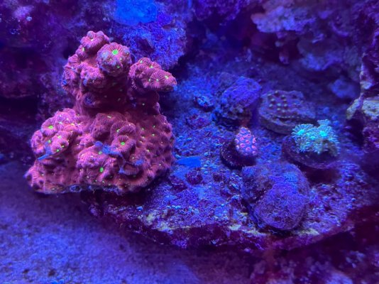 coral 5.jpg