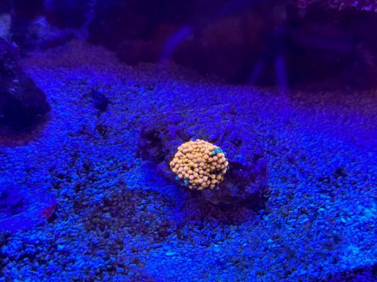 coral 6.jpg