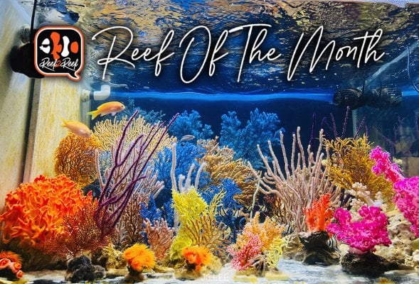 REEF OF THE MONTH - March 2023: Dragon Lee's NPS Paradise