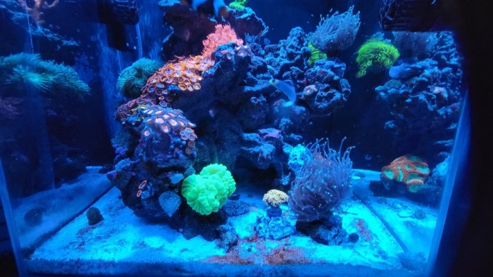 Reef20-25.jpg