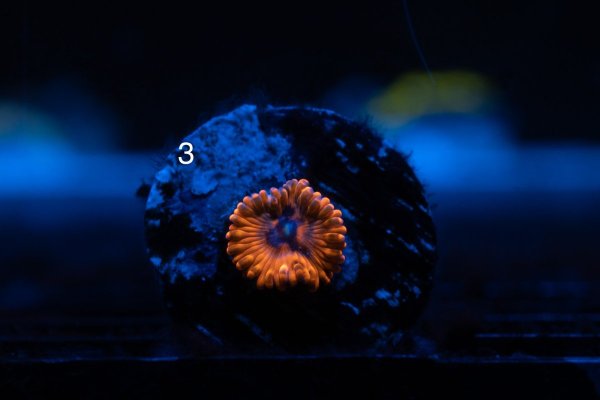 Corals-4.jpg