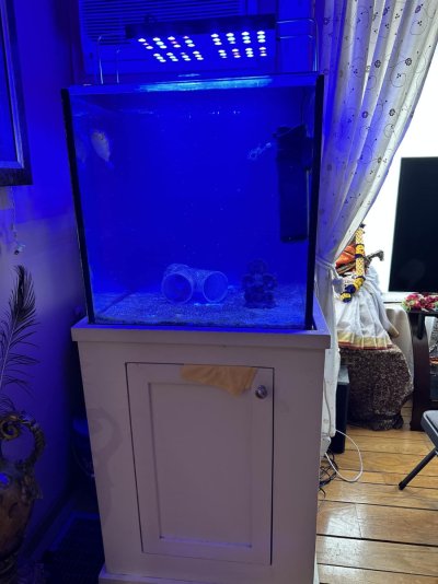 fish tank.jpeg fish tank.jpeg