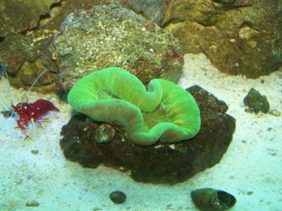 green-brain-coral-b4.jpg