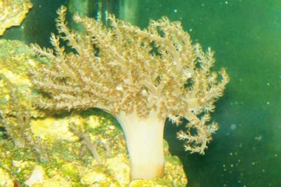 kenya-or-cauliflower-tree b4.jpg